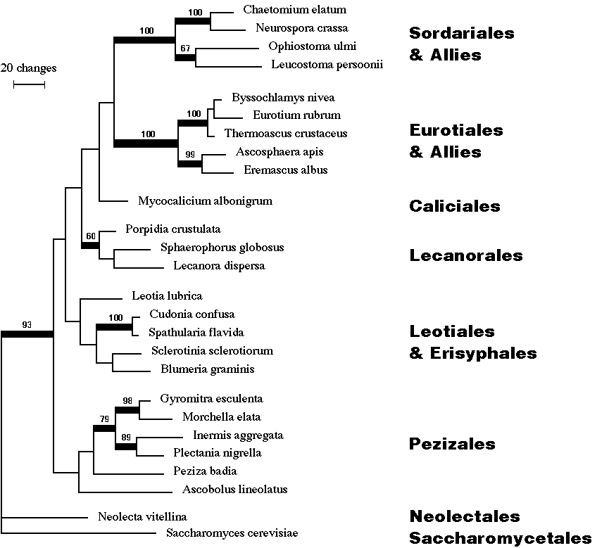phylogeny of ascomycetes