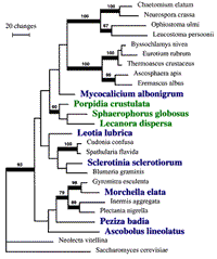 systematics ascomycetes evolution fungal fruiting bodies within