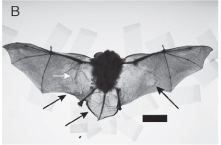 Bat from Meteyer publication