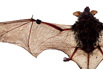 Bat Wing in National Geographic